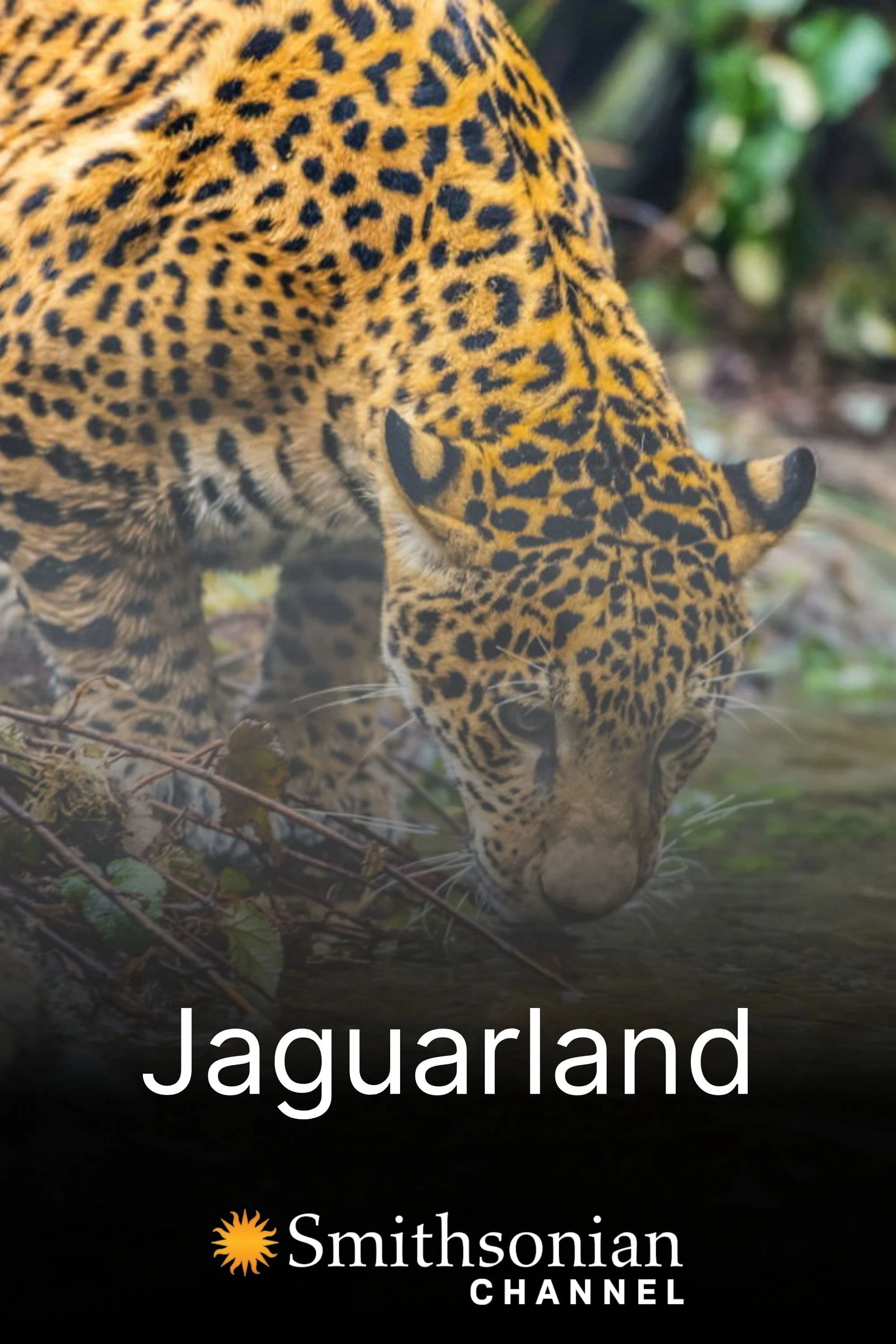 Jaguarland | Jaguarland (2020)